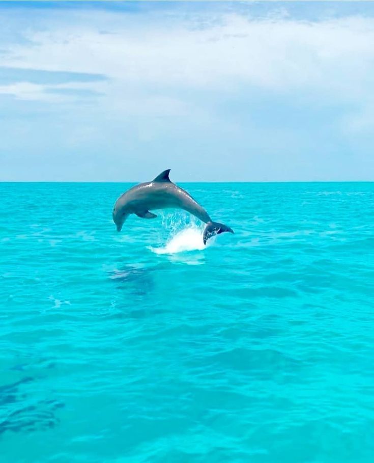 Wild and free 🐬🐬 Key West, F L☀️R🌴D A